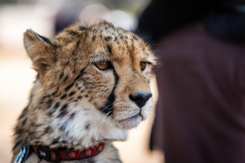 Cheetah Conservancy