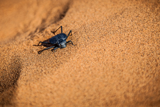 Namibian Fog Basking Beetle