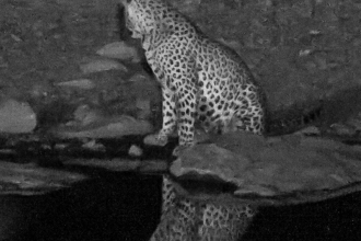 Leopard (II)