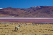 Llama at Laguna Colorada