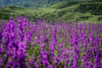 Purple Haze