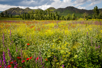 Wildflowers