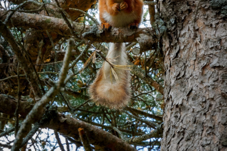 Red Squirrel