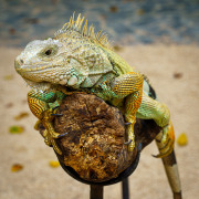 Iguana