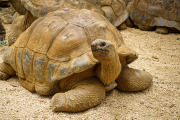 Giant Tortoise 2