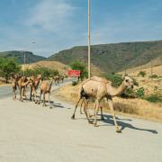 Oman-005-Road-Camels