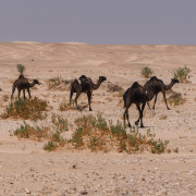 Oman-011-Black-Camels