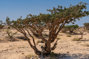 Oman-013-Frankinsence-Tree