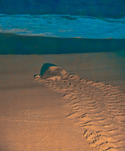 Oman-022-Back-To-The-Sea