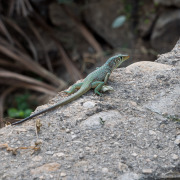 Oman-030-Little-Lizard