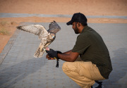 Oman-032-Falcon-Training