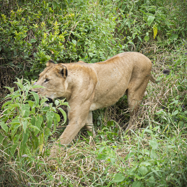 Tanzania-06