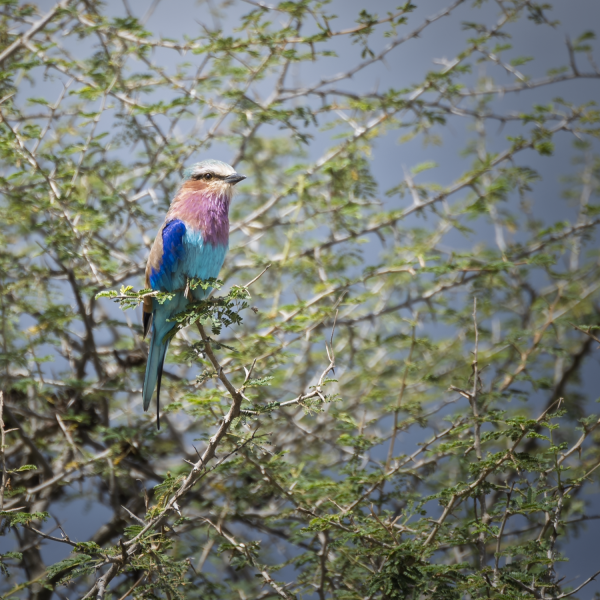 Tanzania-07