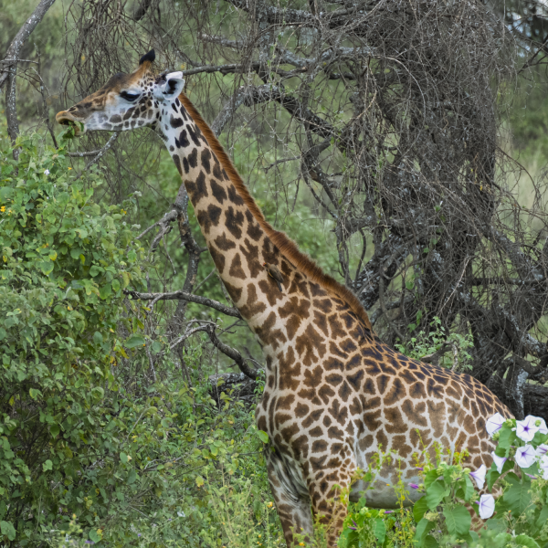Tanzania-08