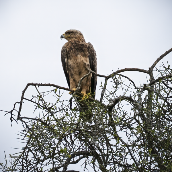Tanzania-10