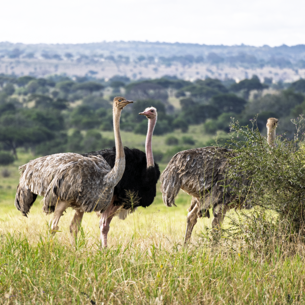 Tanzania-12