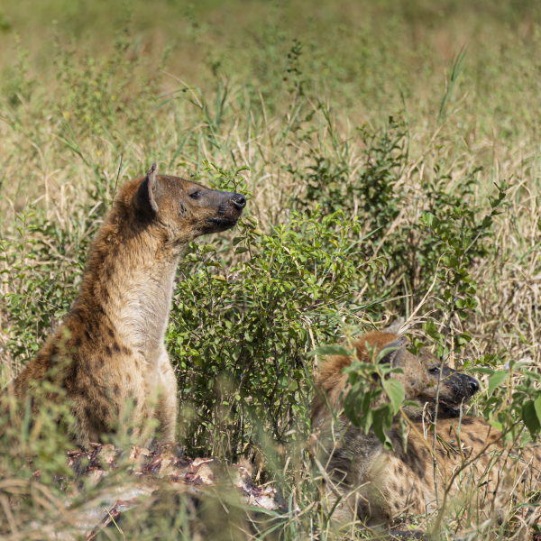 Tanzania-13