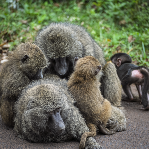 Tanzania-25