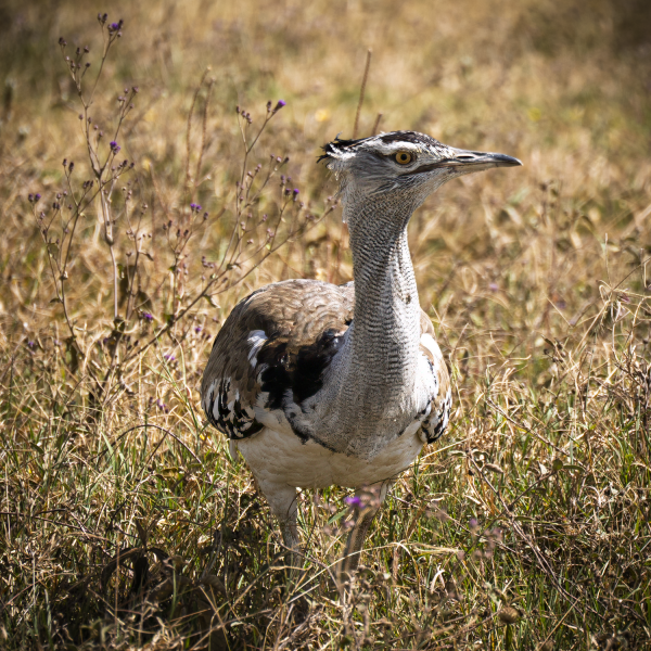 Tanzania-28