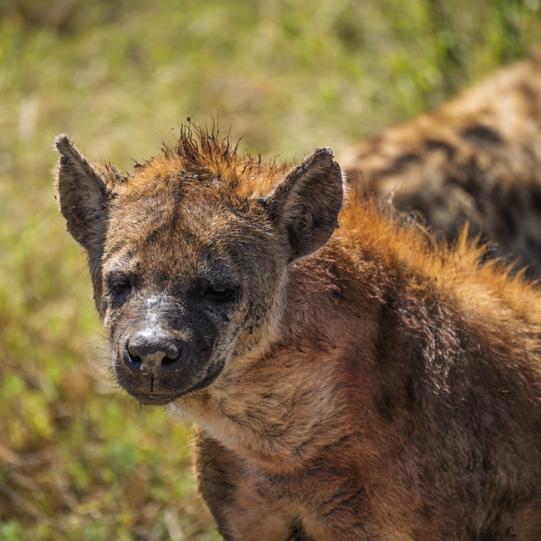 Tanzania-44