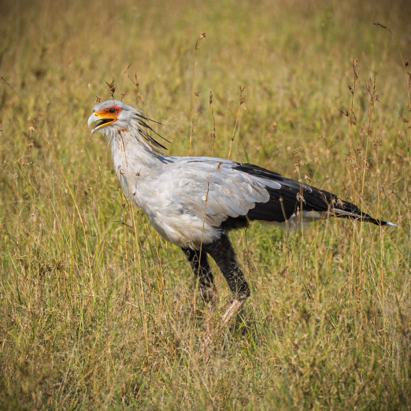 Tanzania-48
