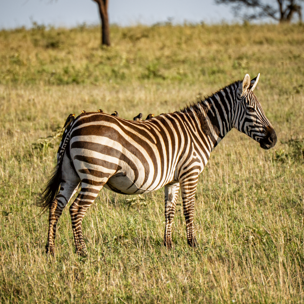 Tanzania-50