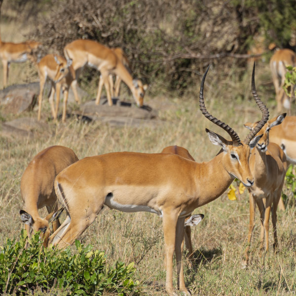 Tanzania-51