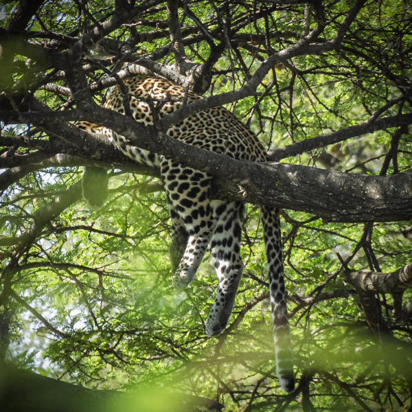 Tanzania-52