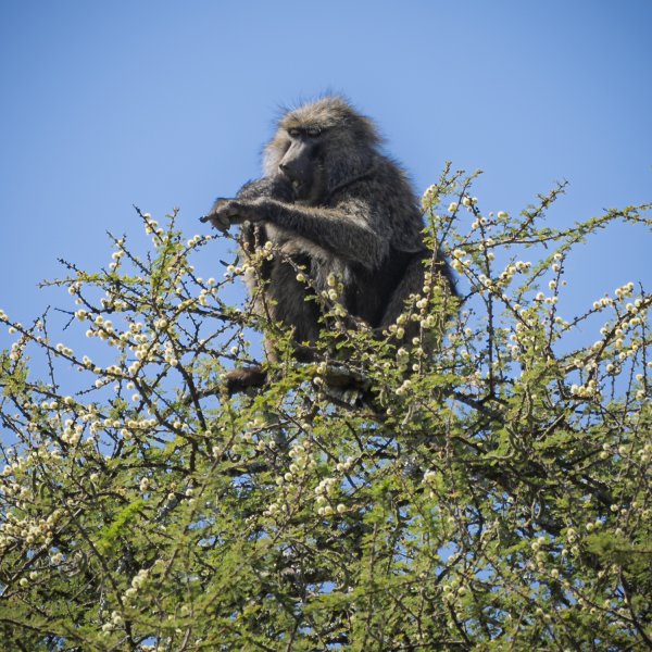 Tanzania-54