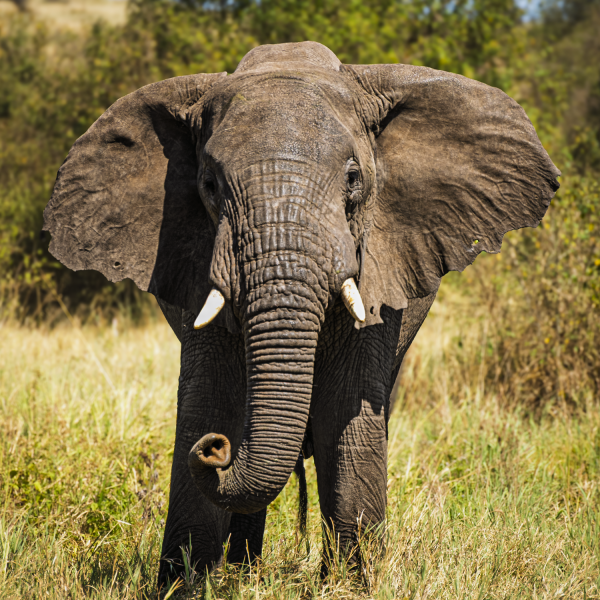 Tanzania-55
