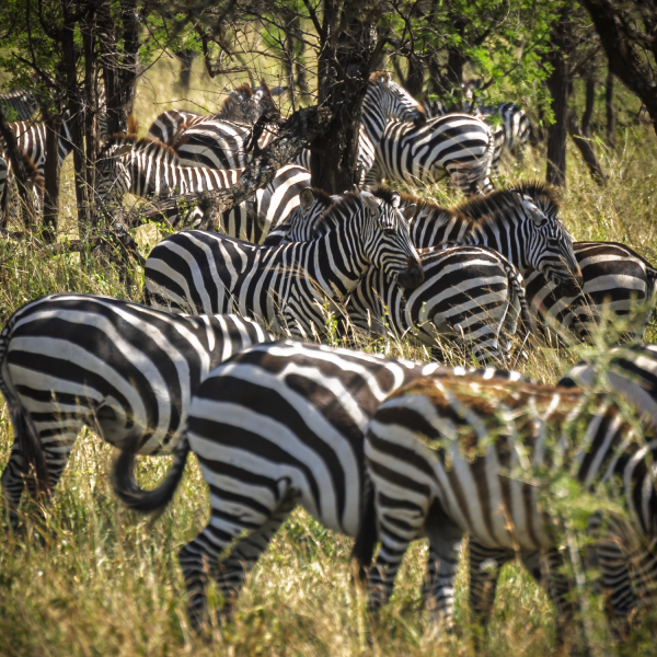 Tanzania-56
