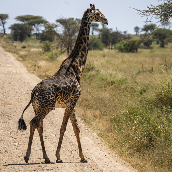 Tanzania-58