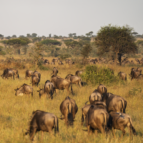 Tanzania-60