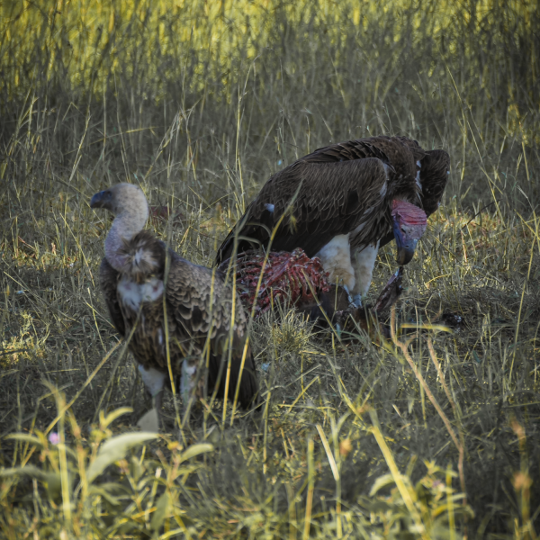 Tanzania-62
