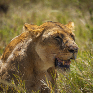 Tanzania Diary