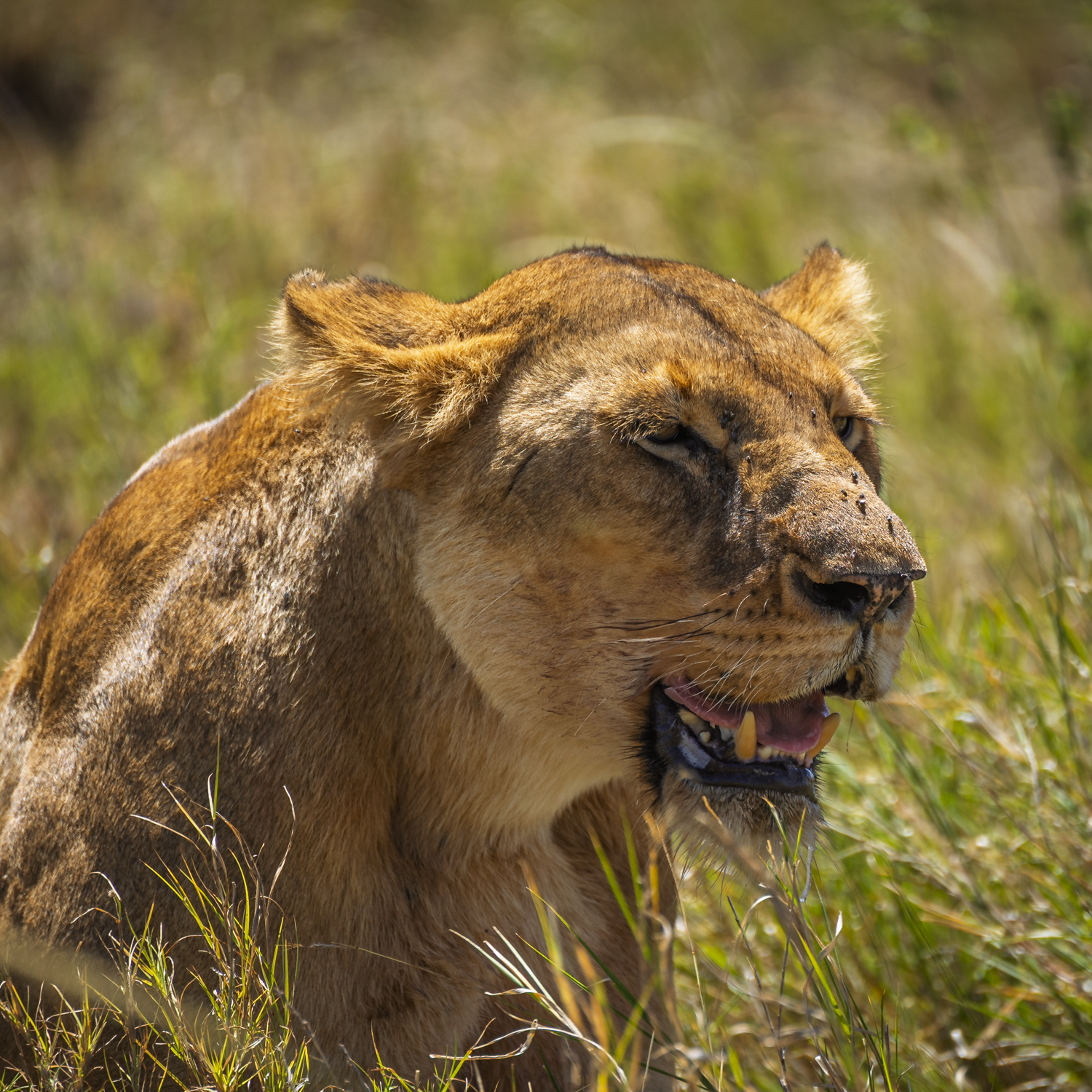 Tanzania Diary