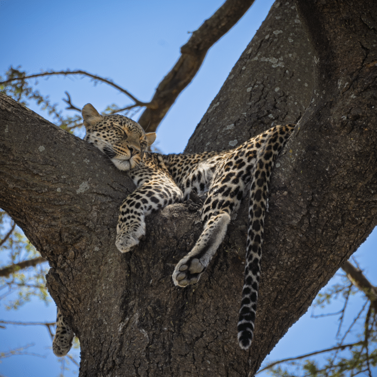 Tanzania