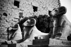 Rams at Karnak