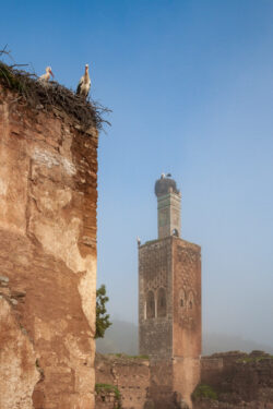 Storks in the Ruins