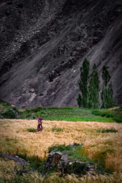 Working the Fields