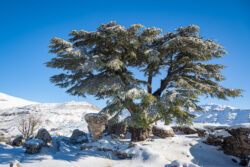 Cedars of Lebanon