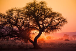 African Sunrise