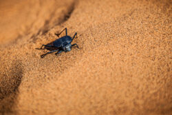 Namibian Fog Basking Beetle