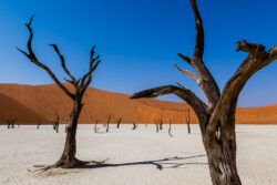 Dead Vlei (I)