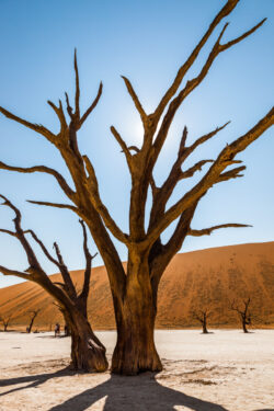 Dead Vlei (II)