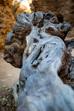 Gnarly Tree Trunk
