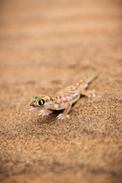 Transparent Gecko