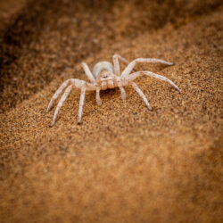 White Lady Spider