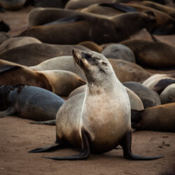 Cape Cross Seal