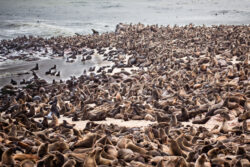 Spot the Seal